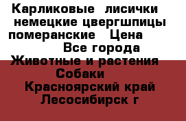 Карликовые “лисички“  немецкие цвергшпицы/померанские › Цена ­ 35 000 - Все города Животные и растения » Собаки   . Красноярский край,Лесосибирск г.